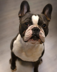 Lui - der Salon-Hund von Perfect Hair Fürth